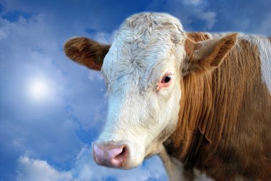 Mystical Dreamy Cow clipart