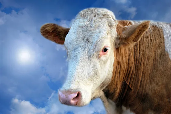 Mystisch verträumte Kuh — Stockfoto