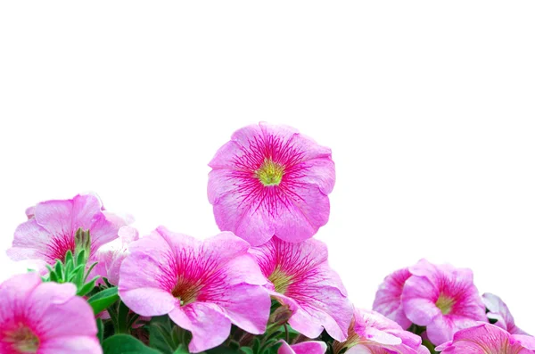 Розовые петунии — стоковое фото