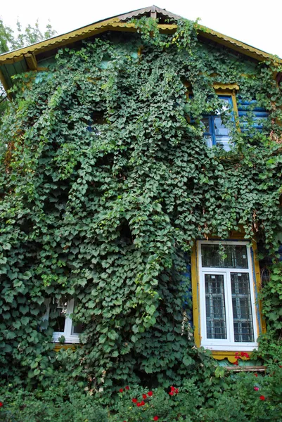 stock image Green Leaves House