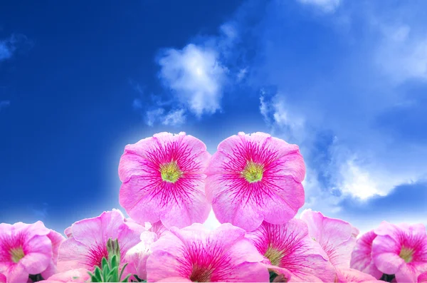 Stock image Sky Flowers