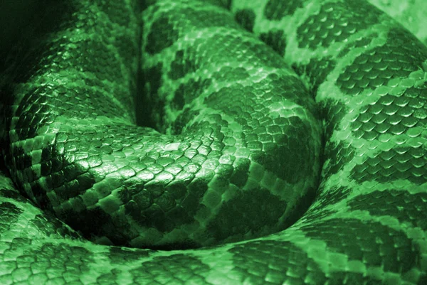 Serpiente verde — Foto de Stock