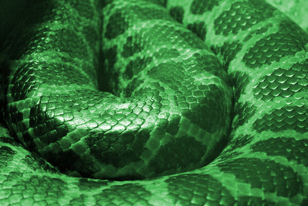 Зелёная змея
