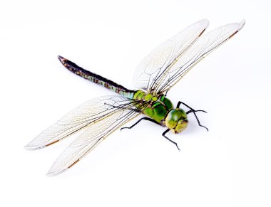 Dragonfly clipart