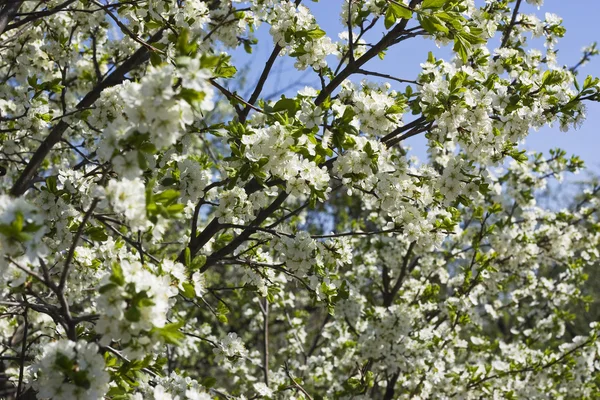 Kwiaty drzewo — Zdjęcie stockowe