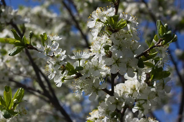 Plum blossoms — Stockfoto