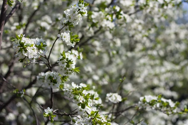 Ağaç çiçekleri — Stok fotoğraf