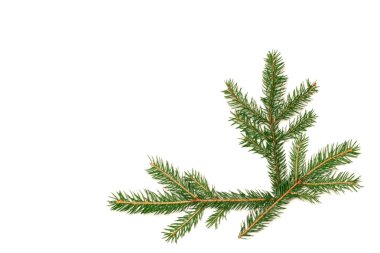 Christmas tree branch clipart