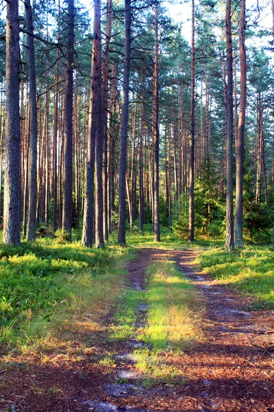Strada forestale terra in una bella giornata — Foto Stock