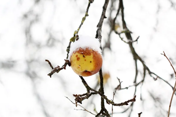Jabłka na drzewie i pierwszy śnieg — Zdjęcie stockowe