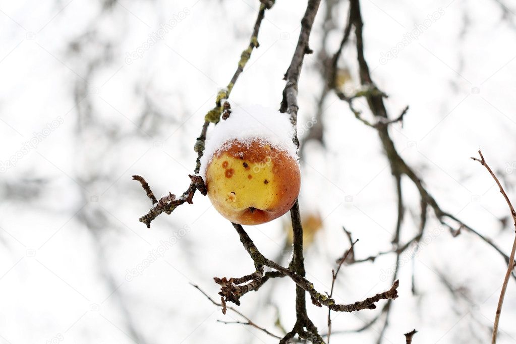 Apples on tree and first snow