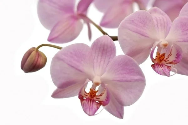 Orquídea roxa bonita Imagens De Bancos De Imagens