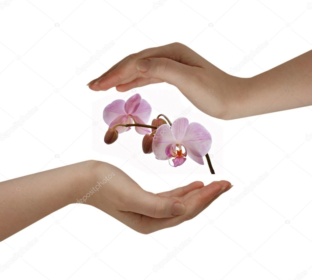 Purple orchid in woman hands