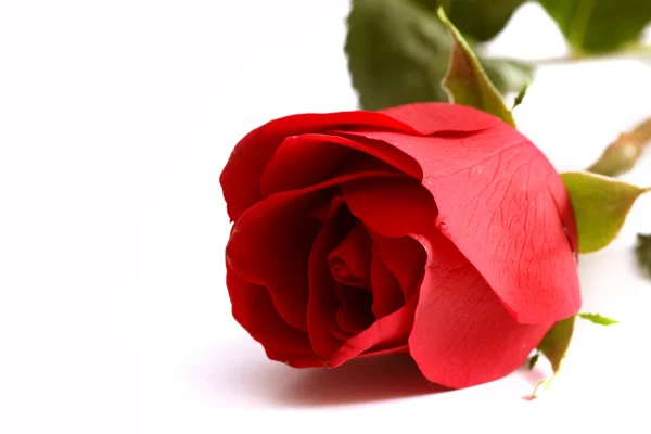 Poza de aproape a unui trandafir rosu — Fotografie, imagine de stoc