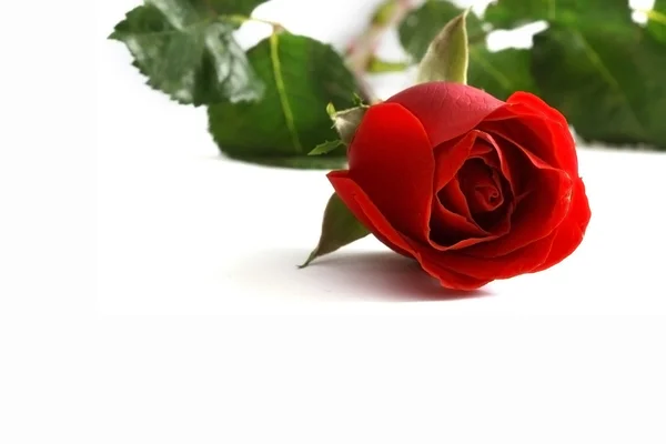 Nahaufnahme einer roten Rose — Stockfoto