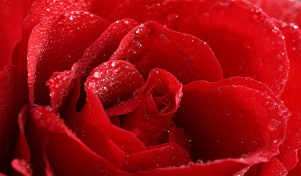 Roșu trandafir closeup — Fotografie, imagine de stoc