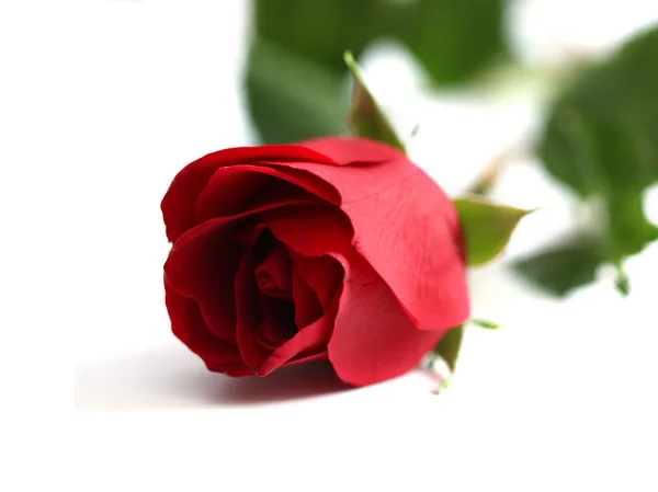 Close-up shot van een rode roos — Stockfoto