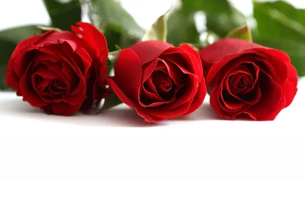 Κοντά shot της ένα κόκκινα τριαντάφυλλα Royalty Free Φωτογραφίες Αρχείου
