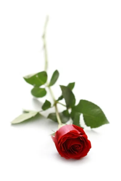 Крупним планом знімок червоної троянди — стокове фото