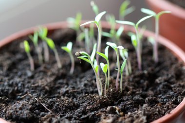 Box of tomato seedlings clipart