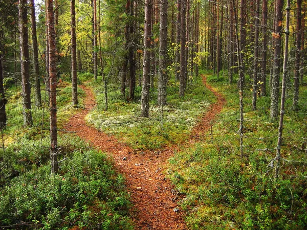 Crossroads in the forest — Stock Photo, Image