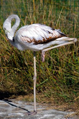 Flamingo