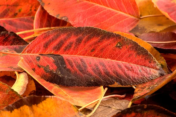 Autumn leaves 2 — Stock Photo, Image