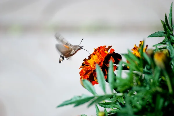 Schmetterling 2 — Stockfoto