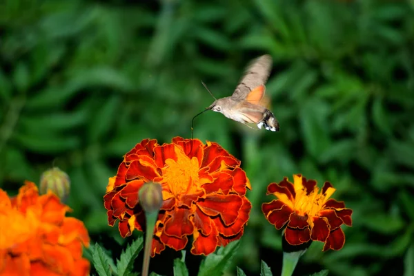 Farfalla 3 — Foto Stock