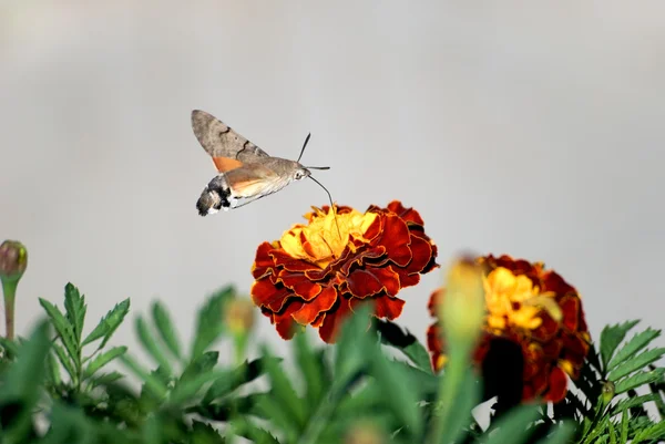 Schmetterling 6 — Stockfoto