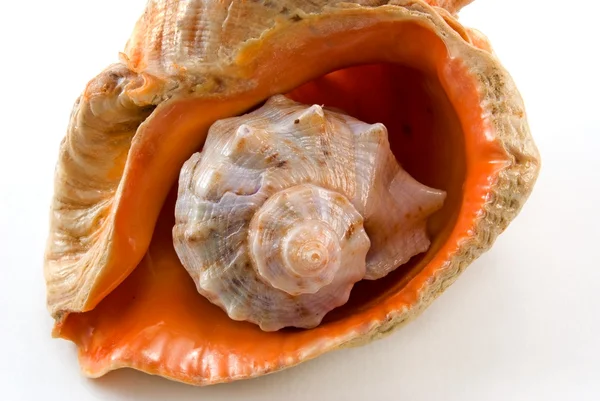 Sea shell 2 — Stockfoto