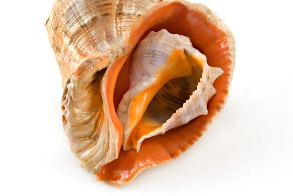 Sea shell 3 — Stock Photo, Image
