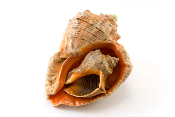 Sea shell 4 — Stock Photo, Image