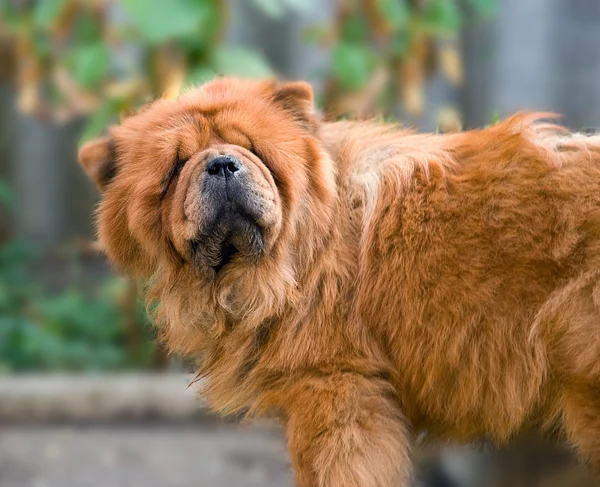 stock image Chow-chow