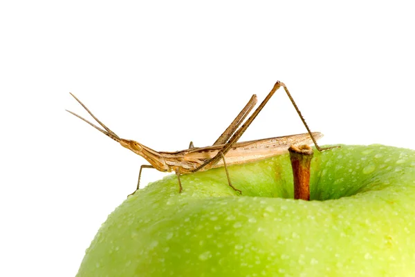 Grasshopper on an apple — Stock Photo, Image