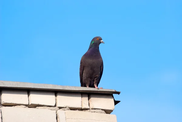 Pigeon — Stock Photo, Image