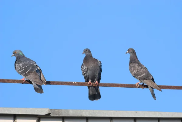 Pigeons — Photo
