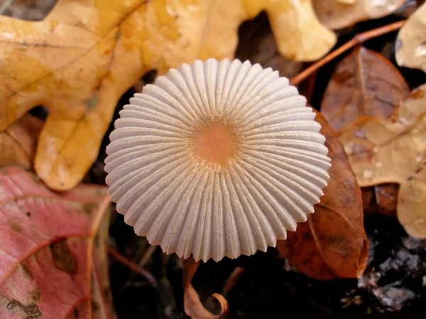 stock image Toadstool