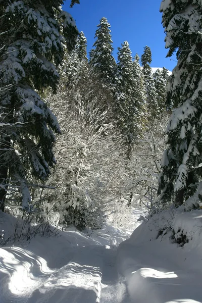 Stock image Forest