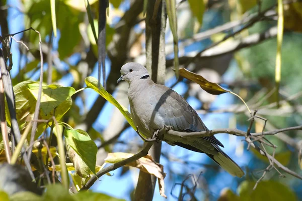 stock image Pigeon