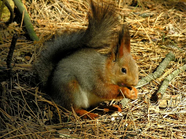 stock image Squirrel