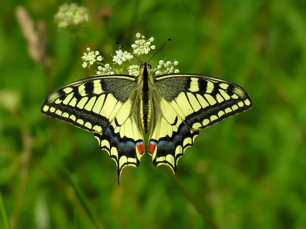 Der Schmetterling machaon — Stockfoto