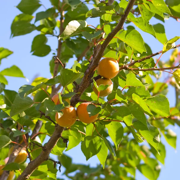 stock image Apricots