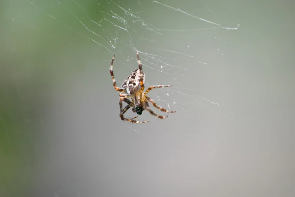 stock image Spider