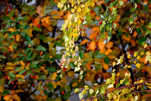 Listoví — Stock fotografie