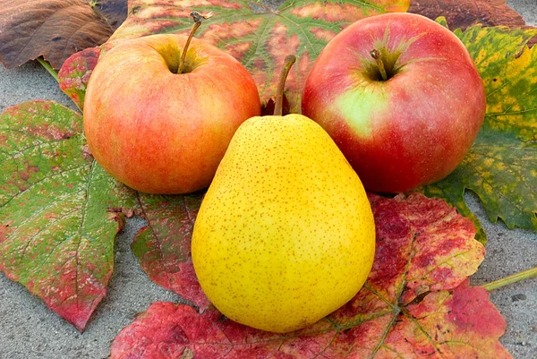 Два яблока и груша — стоковое фото