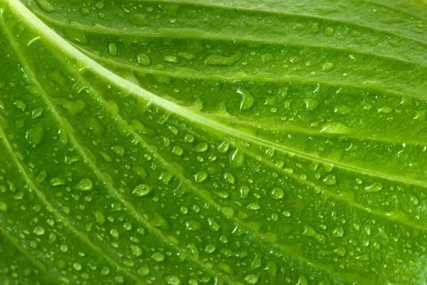 stock image Leaf