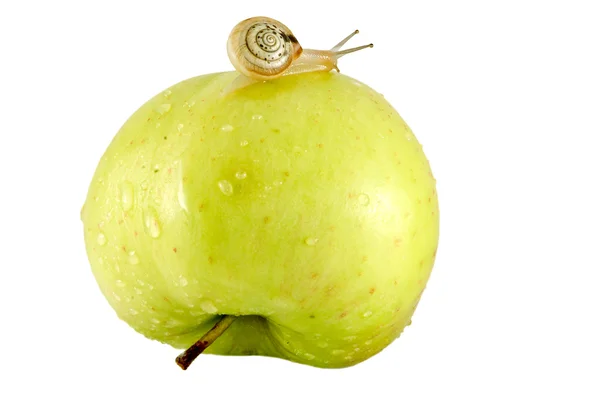 Snail and apple — Stock Photo, Image
