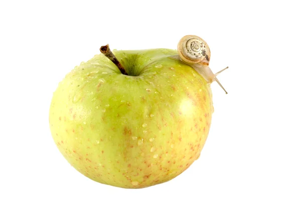 Snail and apple — Stock Photo, Image