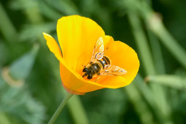 Mehiläinen — kuvapankkivalokuva